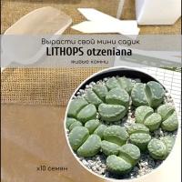 Семена суккулента Lithops otzeniana Литопс Отцена / Отличный вариант для создания цветочной композиции