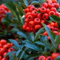 Пираканта тайваньская каузура (лат. Pyracantha koidzumii ) семена 10шт