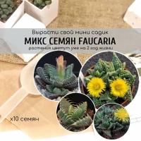 Микс семен Фаукарии Faucaria / Редкие суккуленты Серия живые камни