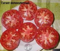 Коллекционные семена томата Гигант великолепный