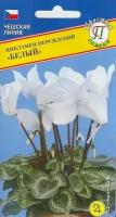 Цикламен персидский Белый. Семена. Комнатный многолетник. Особая группа для срезки. 1 пакет 3 драже